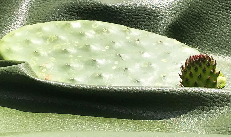 Vegan leather substitute from Cactus